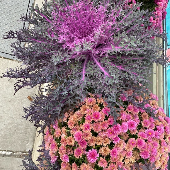 Meet your Posher, Nancy - Picture 1 of 1